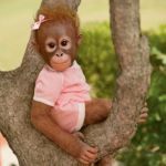 Monkey annabelle cheap