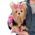 Plush yorkie clearance