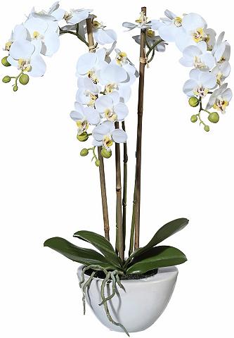 Creativ green Kunstpflanze »Mini Orchidee« aukštis 5...