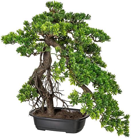 Creativ green Kunstbonsai »Bonsai Podocarpus« Bonsai...