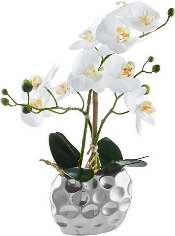 Leonique Kunstpflanze »Orchidee« Orchidee aukšt...